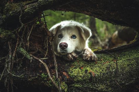 Interesting Photo of the Day: Dog Hiding for Sneak Attack