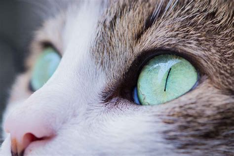 Eye drops - administering your cat's eye drops - Vetwest Veterinary Clinics