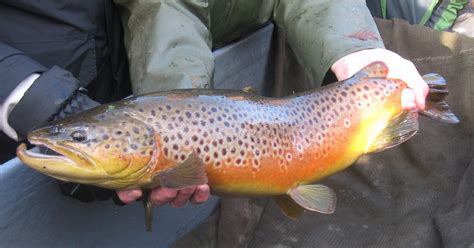 Sustainable Fish Farming: Brown Trout Spawning