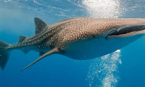 Whale Shark | Species | WWF