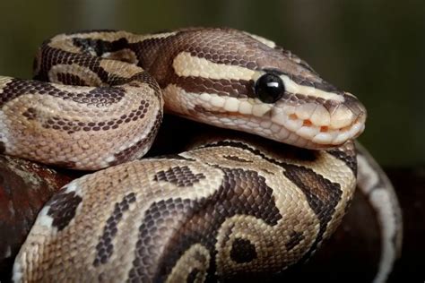 Do Ball Python Make Good Pets? - ReptileHow.com