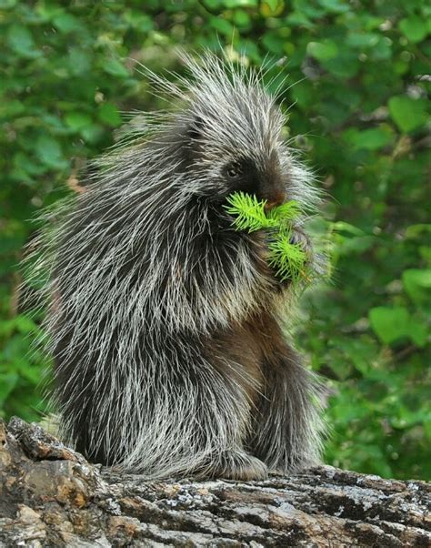 Animals in north america forest | Animal Big