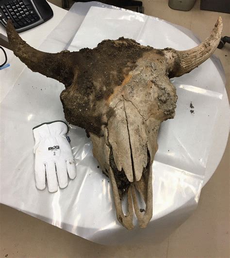 Bison skull found at Syncrude a major find for ice age researchers ...