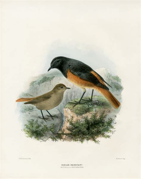 Dresser's Birds of Europe 1871-1896