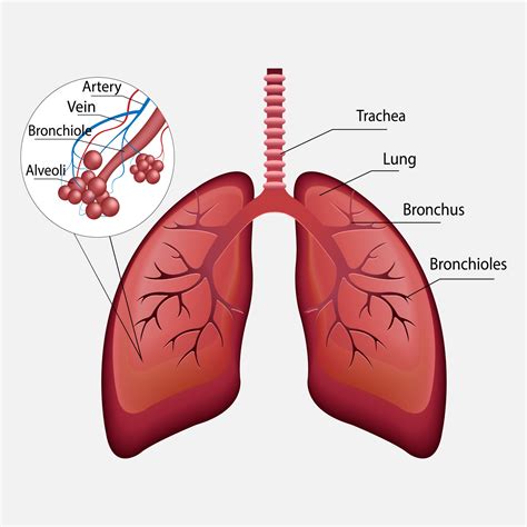 3d vector human respiratory system, lungs, alveoli. Anatomy of the ...