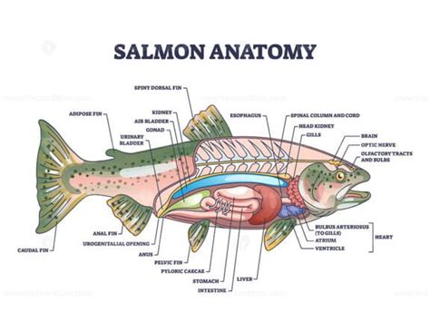 Electric eel anatomy as fish structure with inner organs outline ...