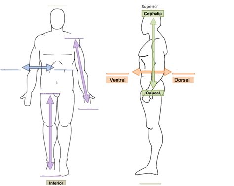 Anatomical Directions Diagram | Quizlet