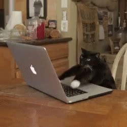 Cat Typing GIF - Cat Typing Fast - Discover & Share GIFs