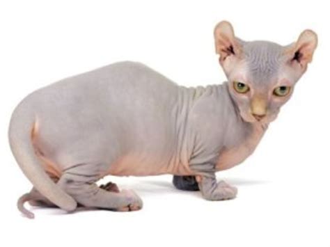 7 Cat Breeds Without Fur | PetHelpful