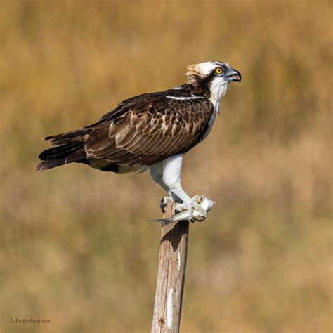 Osprey Osaka, Japan : r/BirdPhotography