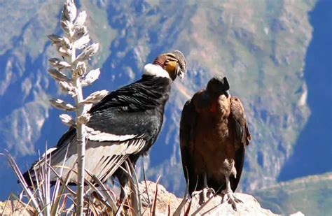 Andean Condor - Description, Habitat, Image, Diet, and Interesting Facts