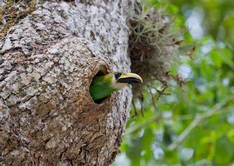 Toucan Behavior - AnimalBehaviorCorner