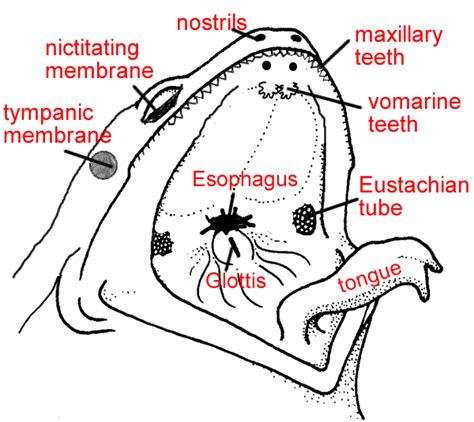 Frog Anatomy Labeled - Anatomical Charts & Posters