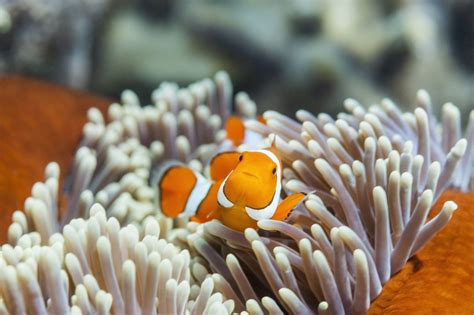 Clownfish Facts - Great Barrier Reef Foundation - Great Barrier Reef ...