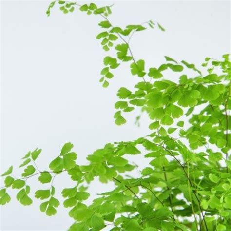 Maidenhair Fern Care and Propagation | Sprouts and Stems