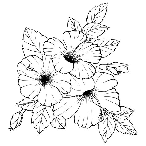 Hibiscus flowers drawing and sketch with line art on white backgrounds ...