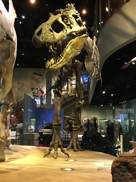 Tyrannosaurus rex at the Perot Museum in Dallas, TX : r/Dinosaurs