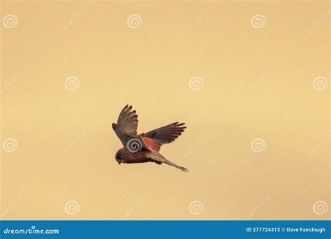 A Stunning Animal Portrait of a Female Kestrel in Flight Stock Image ...