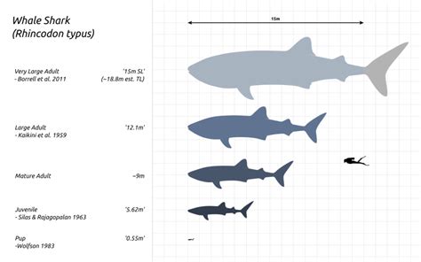 Whale Shark | The Polka-Dotted Shark That Loves Plankton