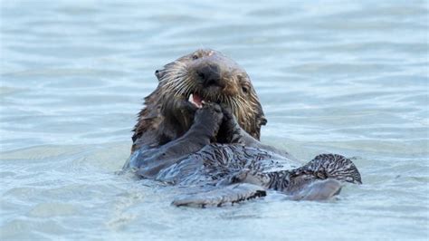 Kenai Fjords Wildlife Cruise Named Most Popular Attraction in Alaska by ...