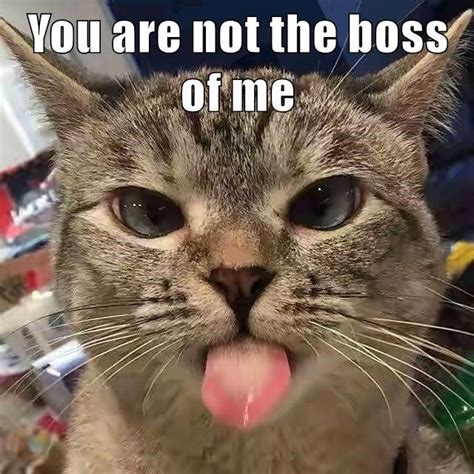 You are not the boss of me | Cats, Funny cat memes, Cute cats