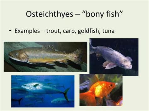 PPT - Osteichthyes – “bony fish” PowerPoint Presentation, free download ...