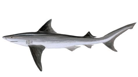 Endangered Species Spotlight: Ganges Shark