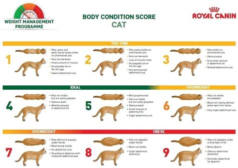 Importanţă Departament repetată body condition score cat ...