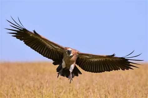 Best Vulture Flying Stock Photos, Pictures & Royalty-Free Images - iStock