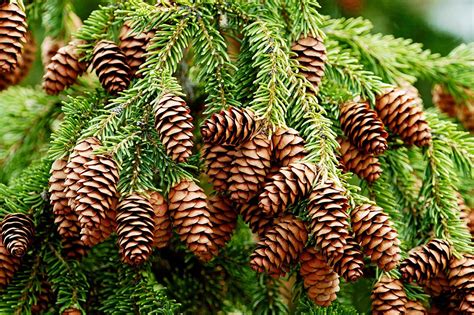 Spruce | Description, Species, and Uses | Britannica