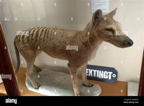 Preserved Thylacine specimen in Bristol Museum Stock Photo - Alamy