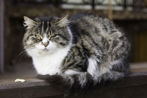 Defining Senior Age in Cats | PetMD