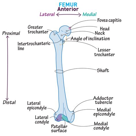 Gross Anatomy Glossary: Lower Extremity - Femur | ditki medical ...