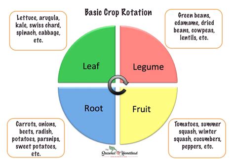 Crop Rotation Ideas for an Organic Vegetable Garden - The Seasonal ...