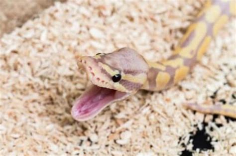 Ball Python Food Guide- How to feed a python? - Pets & Animals