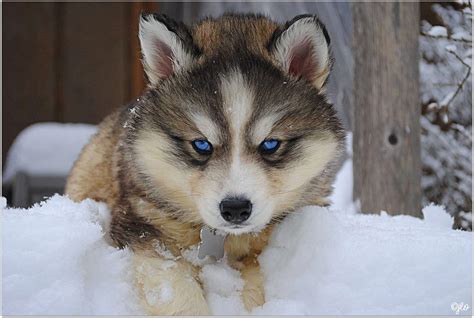 Gallery For > Wolf Mixed With Husky Puppies