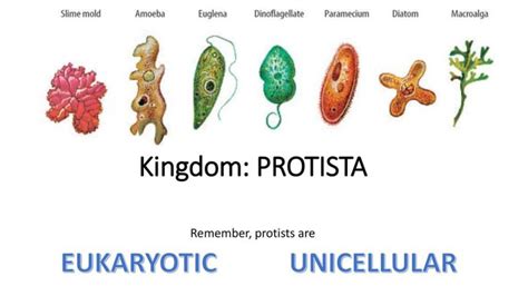 Protists Examples With Names