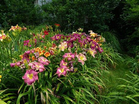 Daylilies in a Cottage Garden - Garden.org