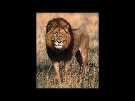 Lion Roar Sound Effect - YouTube