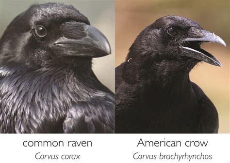 Crow vs Raven | bioPGH Blog: Ravens and Crows | Phipps Conservatory and ...