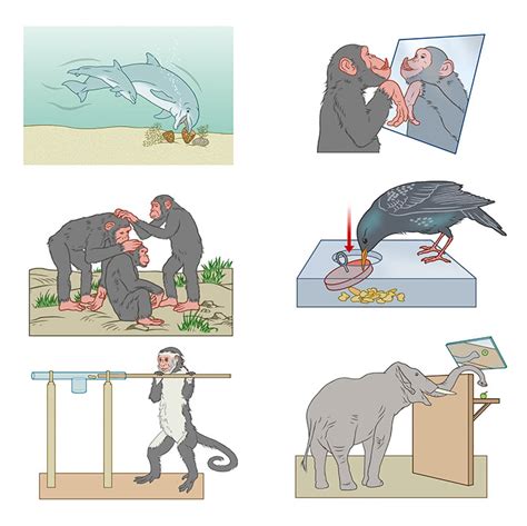 Bill Donohoe - Illustrator - Animal Behaviours