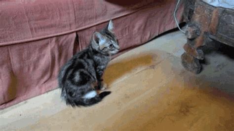 Cat Kitten GIF - Find & Share on GIPHY