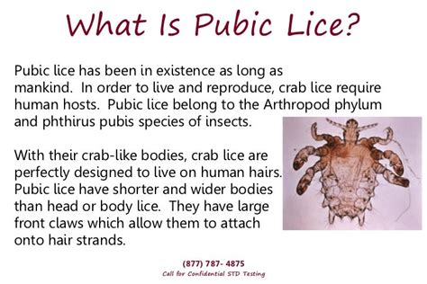 Crabs STD – Why You're At Risk!