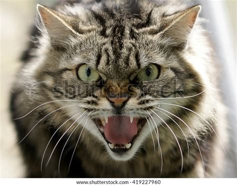 67,128 Angry Cat Face Images, Stock Photos & Vectors | Shutterstock