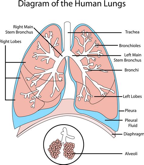 Respiratory System Diagram Lungs Human Respiratory System