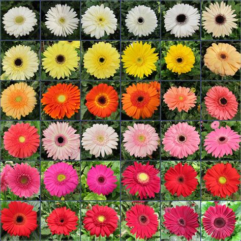 A Gerbera daisy chart sampling | Gerbera daisy, Gerbera daisy colors ...