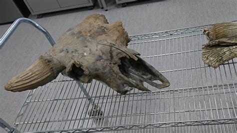 Ice age steppe bison skull found near Tuktoyaktuk, N.W.T. | CBC News