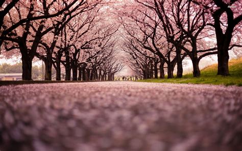 Cherry Blossom Tree Wallpapers - Top Free Cherry Blossom Tree ...