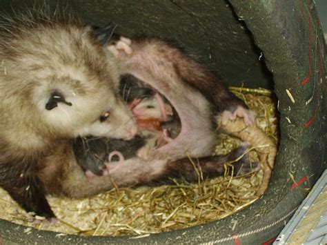 Baby Virginia Opossums in the pouch - Page 3 - Reptile Forums