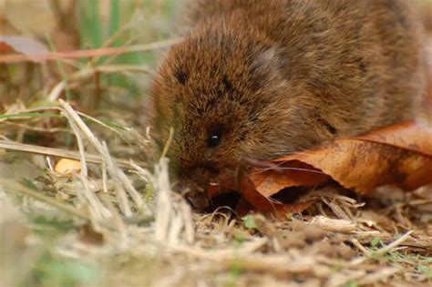 Eastern Meadow Vole - Facts, Diet, Habitat & Pictures on Animalia.bio